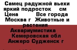 Самец радужной вьехи яркий подросток 15 см › Цена ­ 350 - Все города, Москва г. Животные и растения » Аквариумистика   . Кемеровская обл.,Анжеро-Судженск г.